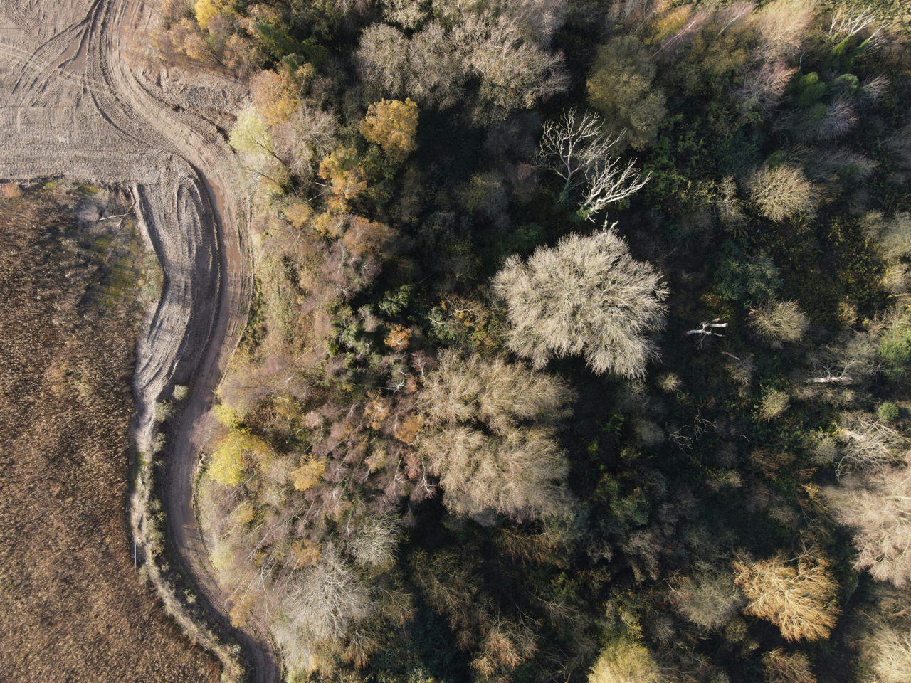 Aerial view of green trees