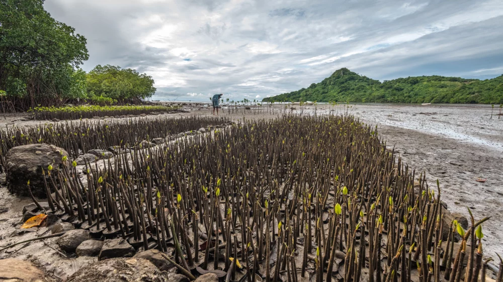 A person bends over to plant mangrove seedlings, which sprout up like a leafy rug on a sandy shore, with water and shoreline in the distance under a blue sky.