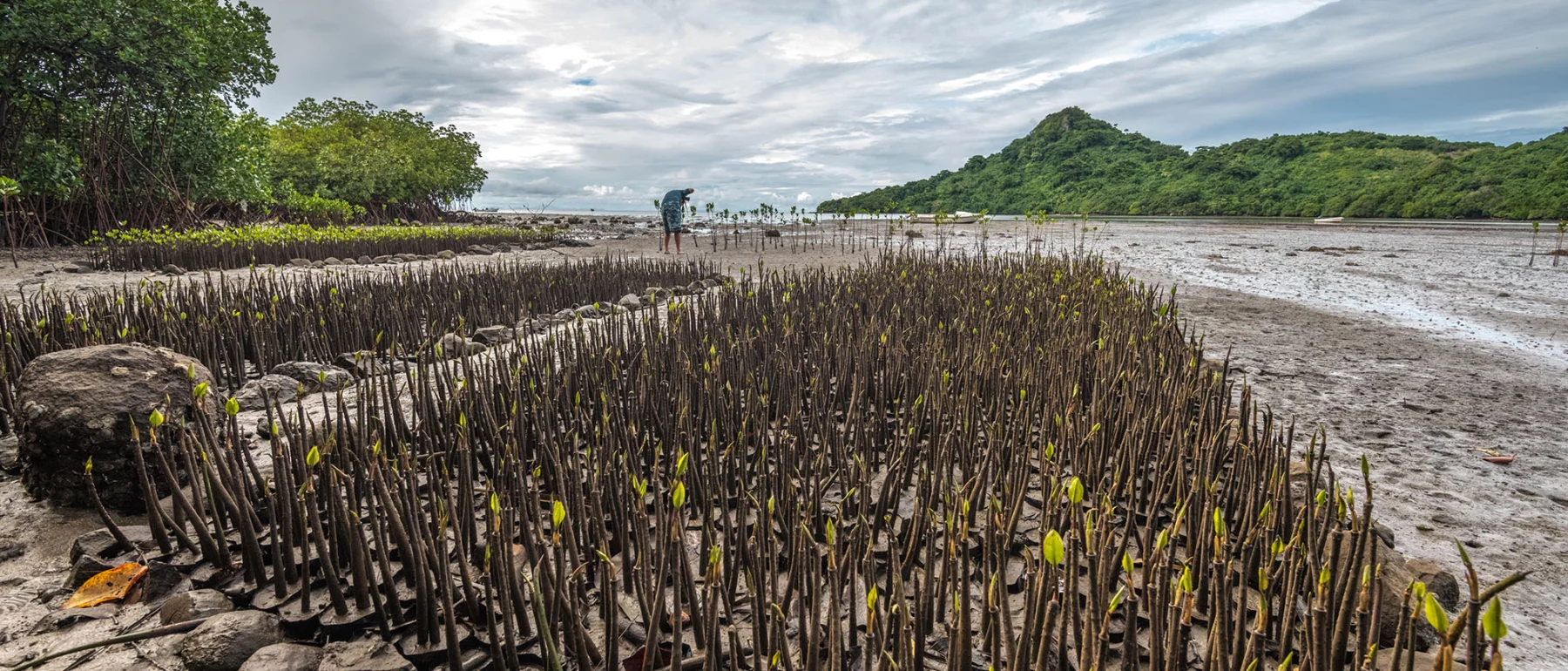 A person bends over to plant mangrove seedlings, which sprout up like a leafy rug on a sandy shore, with water and shoreline in the distance under a blue sky.
