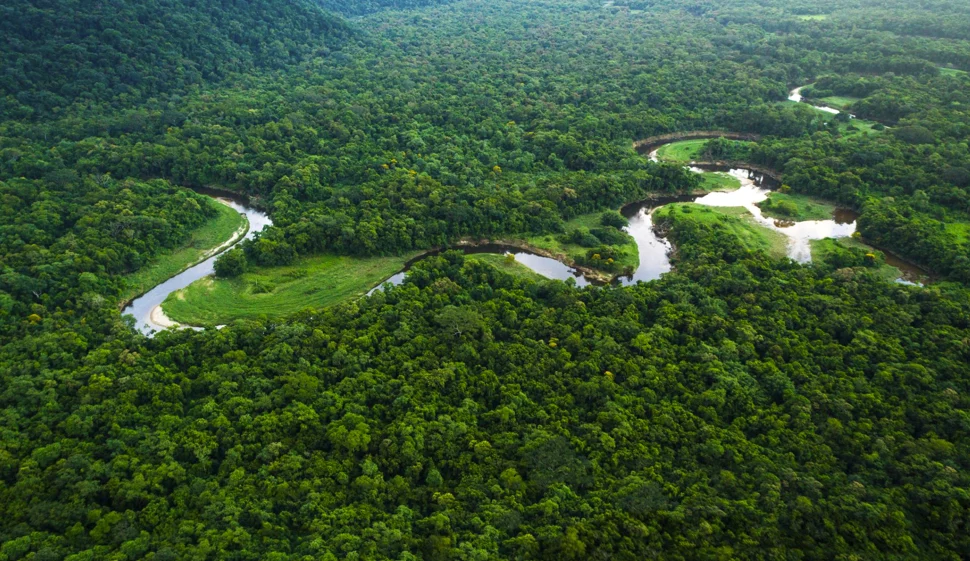 https://www.gettyimages.com/detail/photo/atlantic-forest-in-brazil-mata-atlantica-royalty-free-image/1044285108