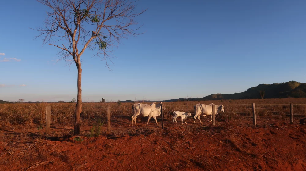 Lone cattle roam dry, degraded areas cleared for pastures from the Amazon rainforest.