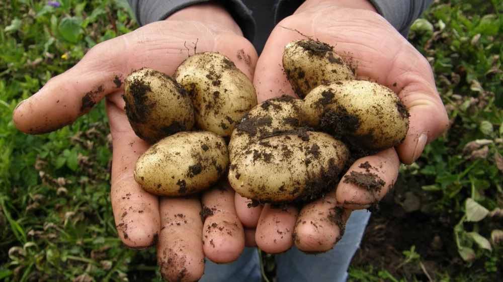 Potato harvesting