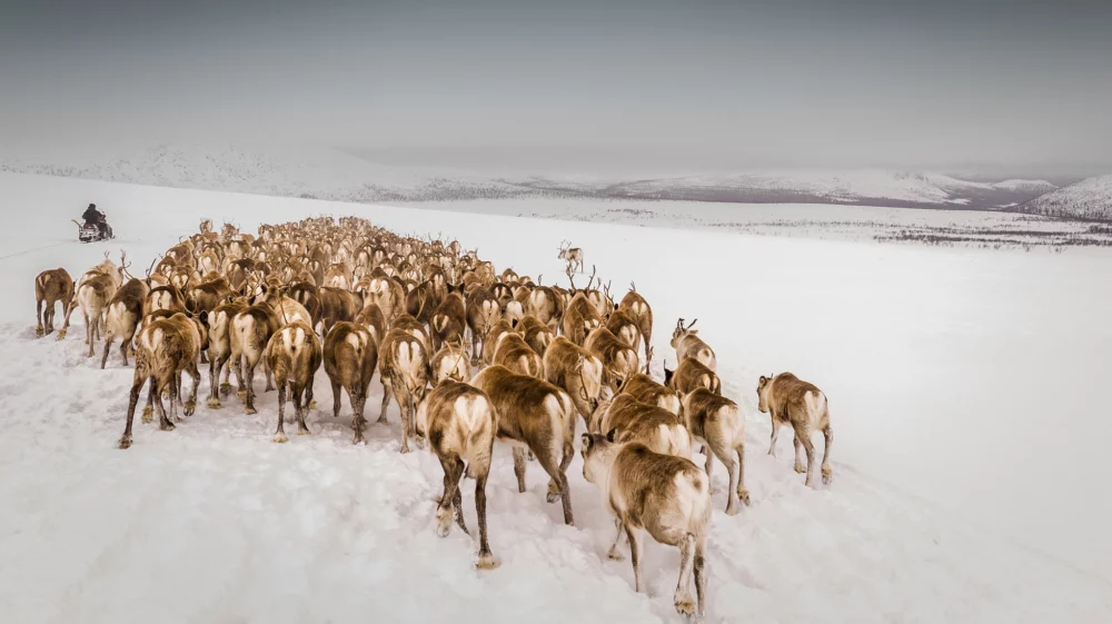 Renskötsel i Lappland, Sverige.