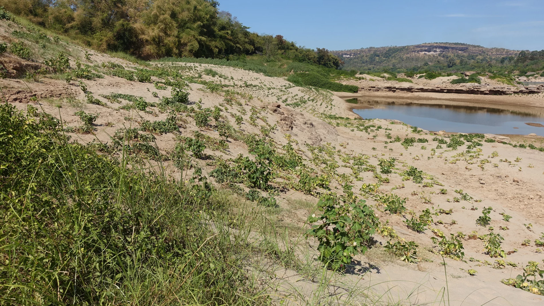 Riverside garden along the Mekong River in Thailand
