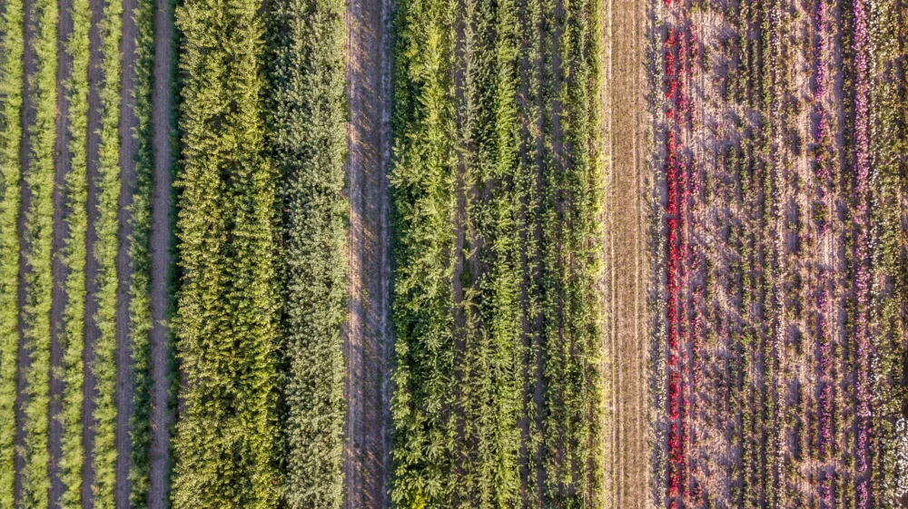 Aerial image of a field with rows of different crops planted in alternating patterns, demonstrating a diversified cropping system.