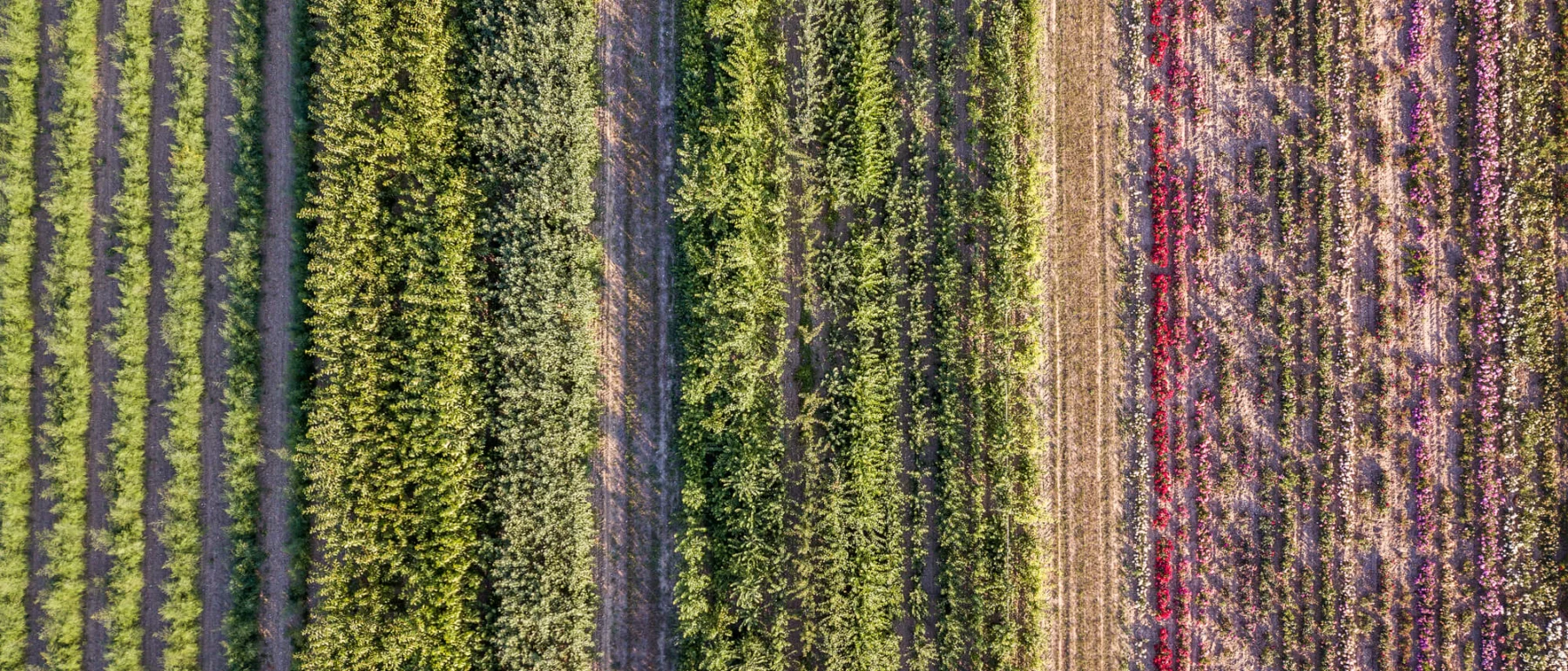 Aerial image of a field with rows of different crops planted in alternating patterns, demonstrating a diversified cropping system.