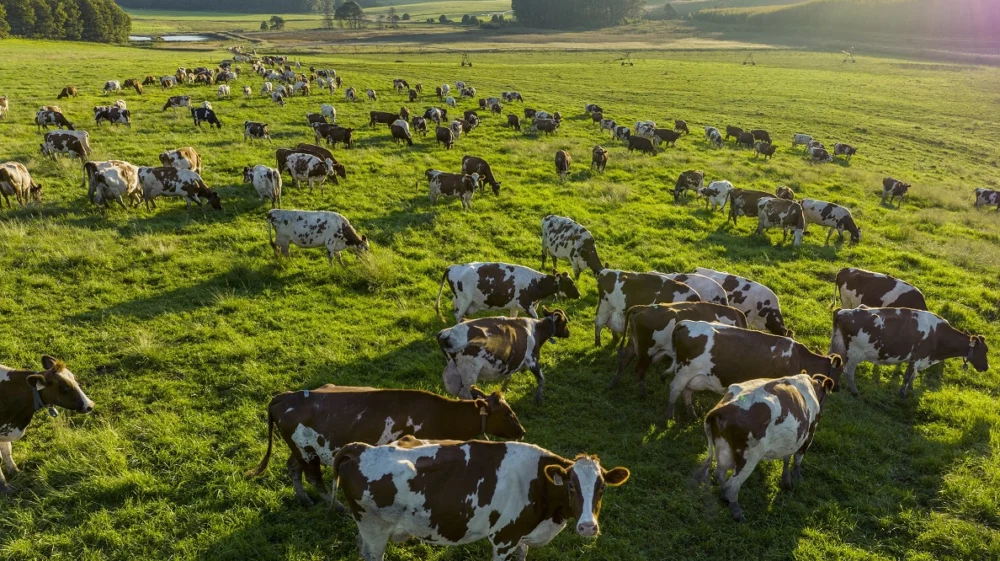 Close-up aerial view of a large herd of Ayrshire dairy cows grazing in beautiful green pasture.Livestock responsible for greenhouse gas emissions, contributes towards climate change