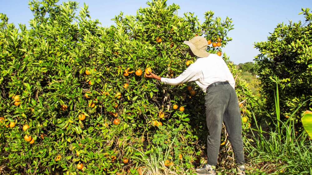 A female farmer wearing a wide-brimmed hat picks oranges from a lush grove under a bright blue sky.