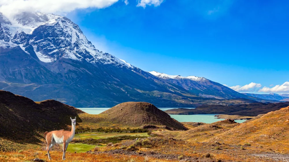 A Guanaco stands in a prairie in front of a blue Lake Pehoe in Patagonian Chile, with the black snowy cliffs of Los Cuernos penetrating a deep blue sky with small white clouds.