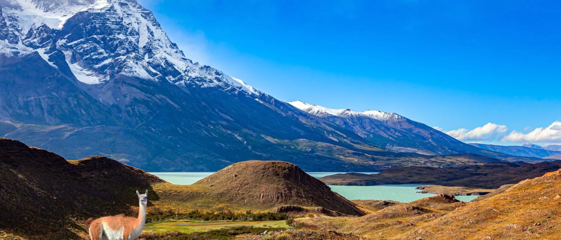 A Guanaco stands in a prairie in front of a blue Lake Pehoe in Patagonian Chile, with the black snowy cliffs of Los Cuernos penetrating a deep blue sky with small white clouds.