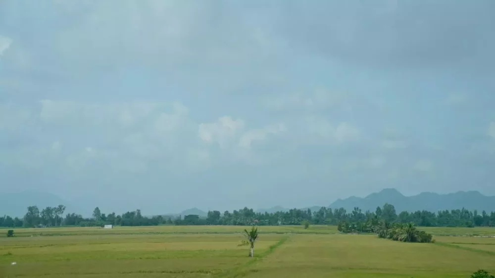 Paddy fields
