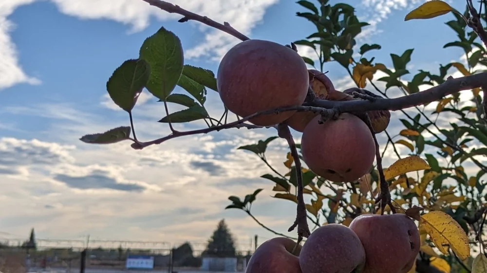 Apples hang from branches of an apple tree against a blue late afternoon sky with a fracking operation in the background