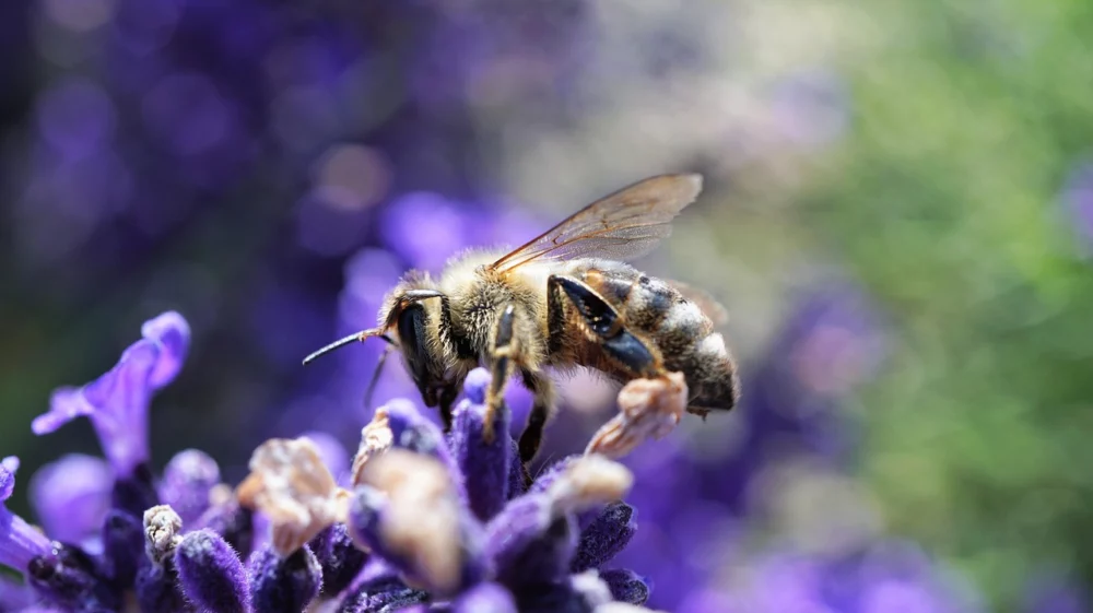 bee perched on a lavender