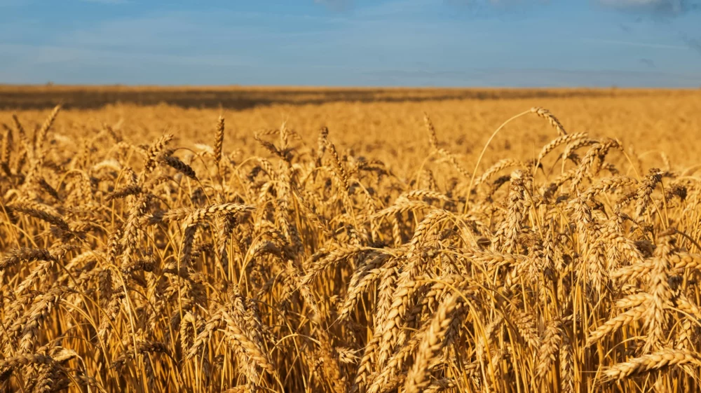 A field of wheat with a blue sky in the background, Ukraine