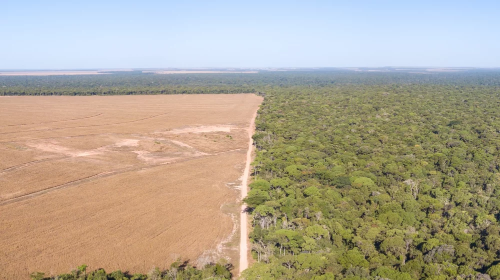 Illegal deforestation in the Amazon, Brazil.