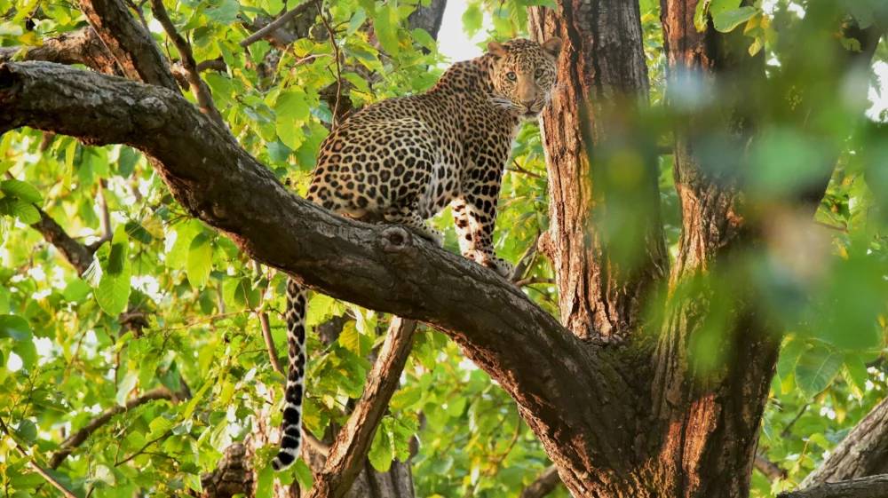 A leopard looks directly at the camera. The leopard sits high up in a tree, surrounded by greenery.