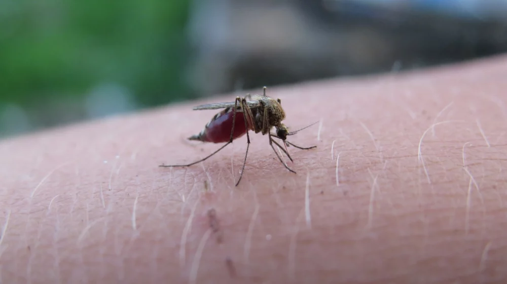 mosquito on human skin