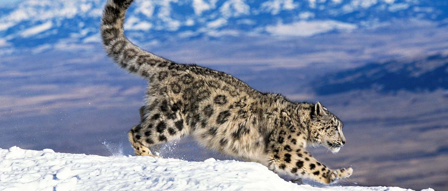 A snow leopard bounding along a snowy cliff-edge, in front of a wide valley; snow-capped mountains in the distance.