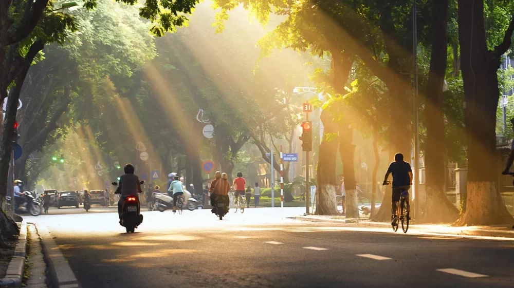 A tree-lined urban street bathed in warm sunlight, with cyclists and motorcyclists commuting under lush green foliage.