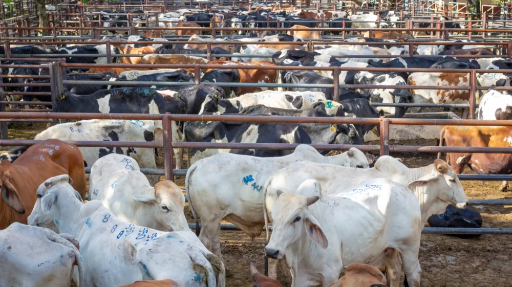 Brown, white and spotted black-and-white cows, each marked with numbers, are confined to metal pens at a cattle ranch in Colombia.