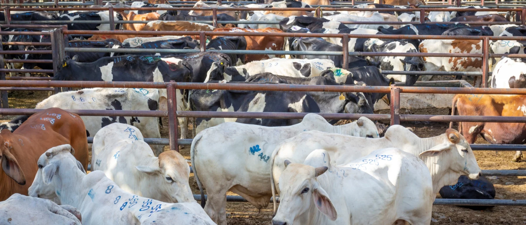 Brown, white and spotted black-and-white cows, each marked with numbers, are confined to metal pens at a cattle ranch in Colombia.