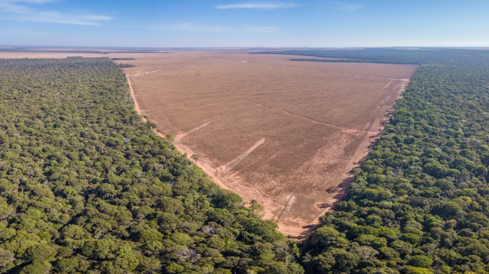 Forest trees and agriculture field land