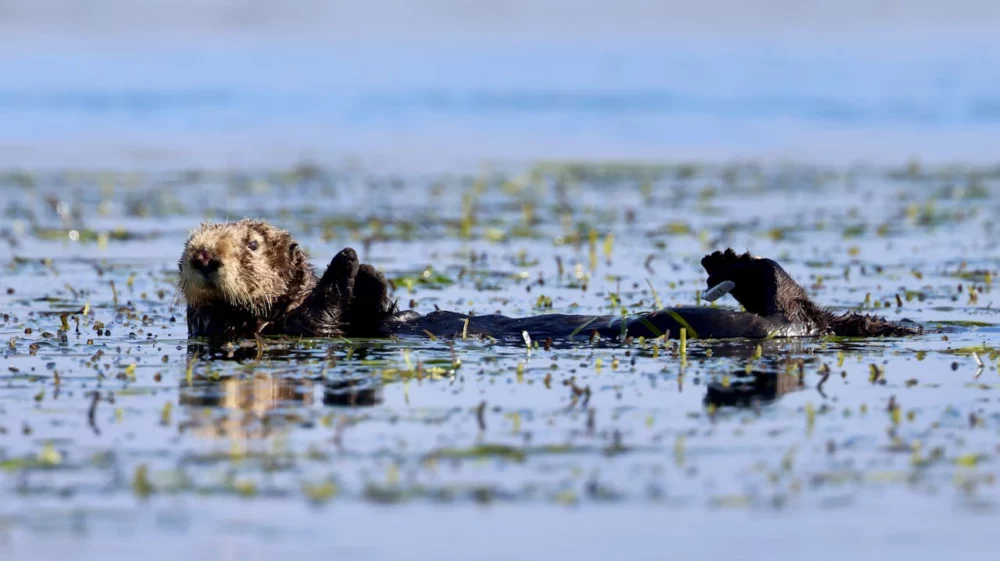 A sea otter floats on their back in the sea, sideways to the camera, looking at something out of shot to the left.