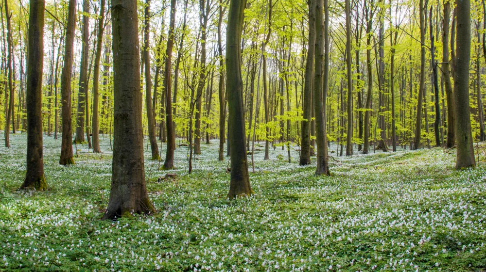 A lush green forest with tall, slender trees and a dense carpet of small white flowers covering the forest floor. Sunlight filters through the bright green leaves, creating a peaceful and vibrant natural scene.