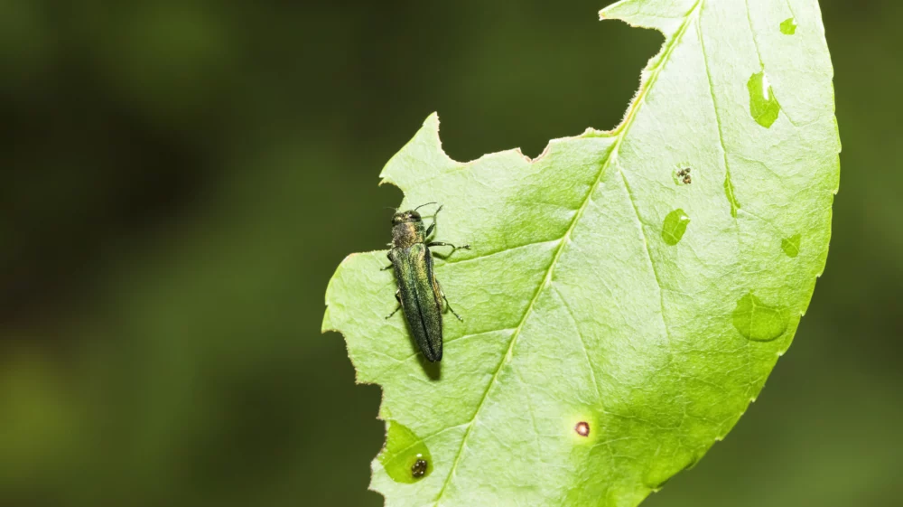 Close up of a thin, dark green, metallic beetle on a leaf. The leaf has extensive damage from the beetle feeding on it.