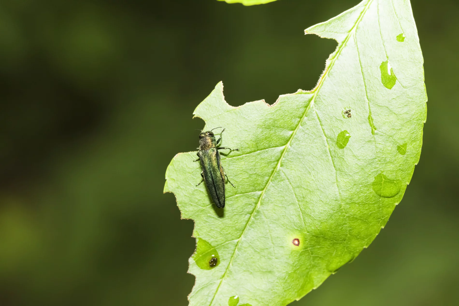 Close up of a thin, dark green, metallic beetle on a leaf. The leaf has extensive damage from the beetle feeding on it.