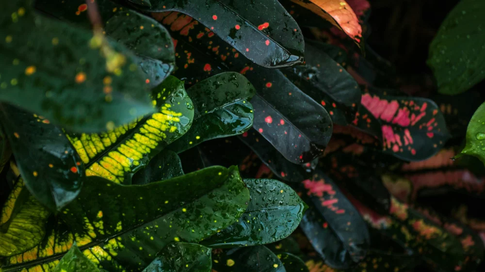 colorful plants