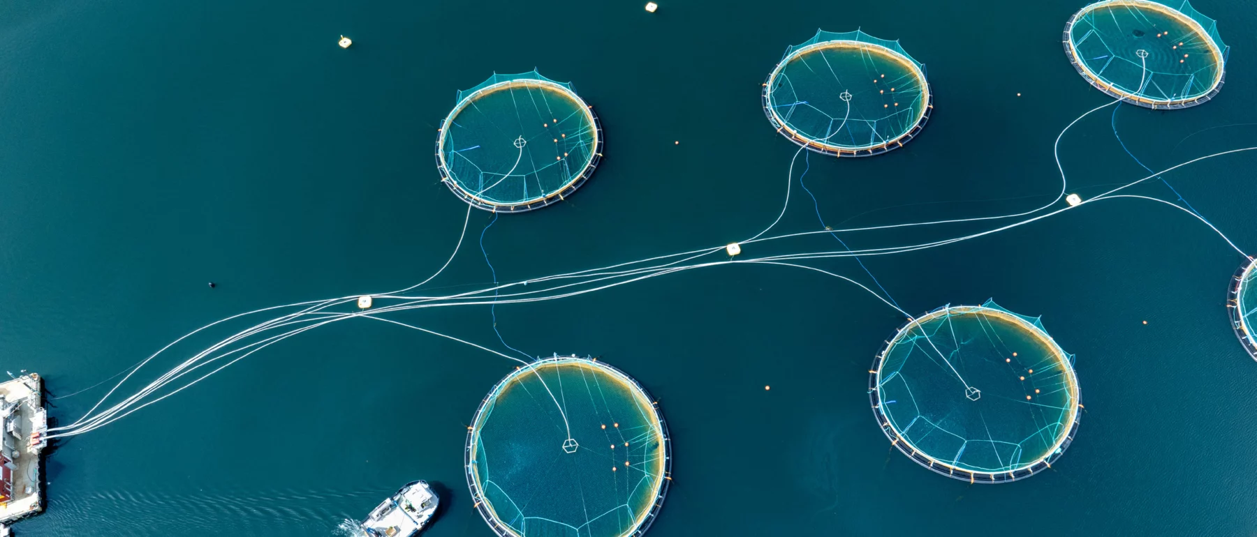 overhead view of 6 rings that are part of a fish farm in blue green waters, with a boat and a dock to the lower left