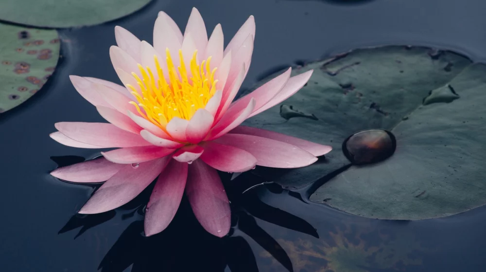 Victoria amazonica, a water lily in Brazil.