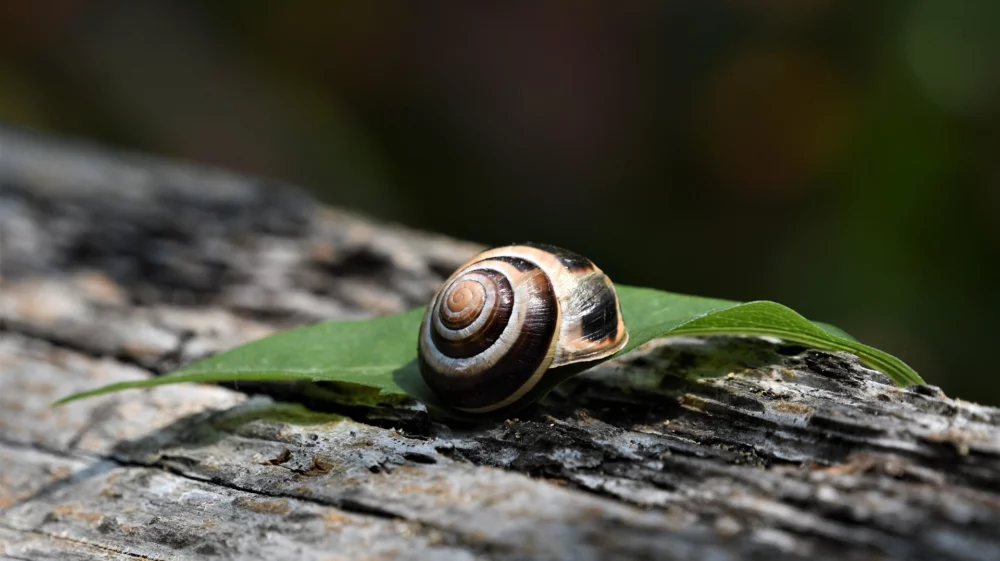 Snail