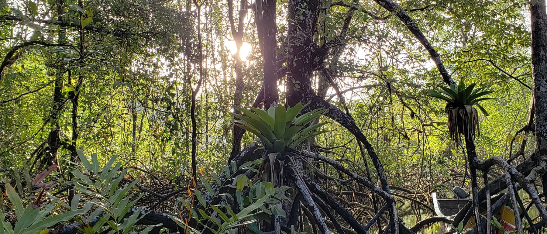 A green acai palm in the forest, with light coming from behind through the trees.