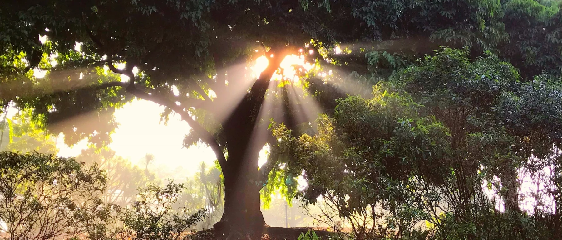 Morning sun shining through a large tree at the Botanic Gardens, Singapore.