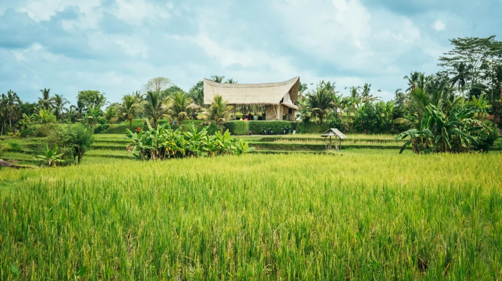 rice field