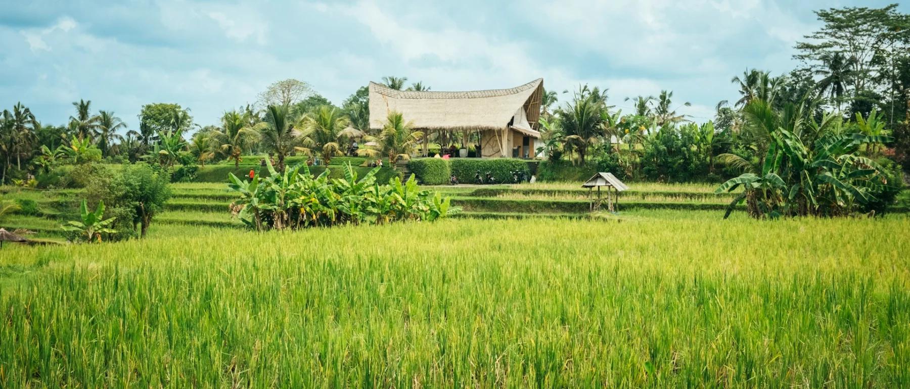 rice field