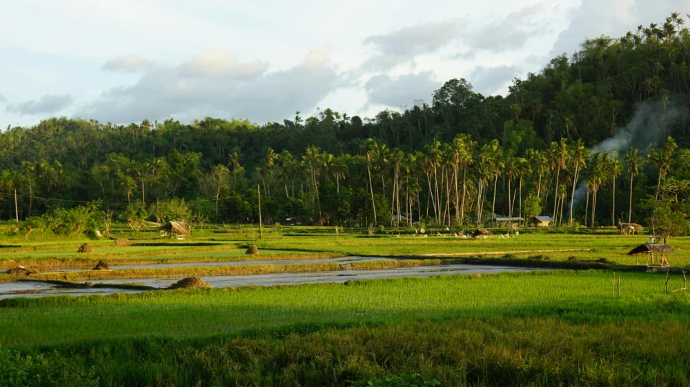 rice field