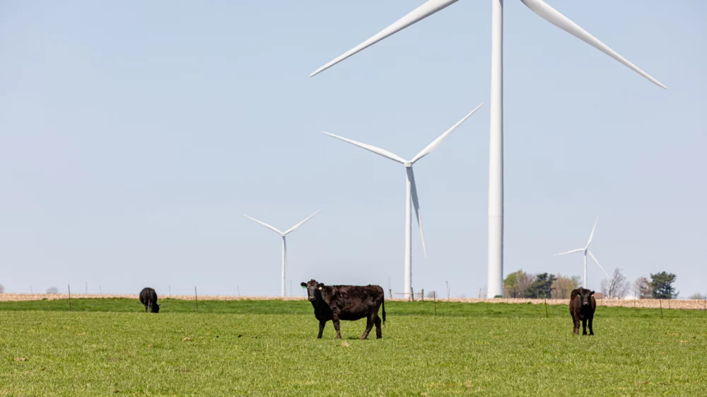 Cows grazing in green pasture with wind farm turbines in background.