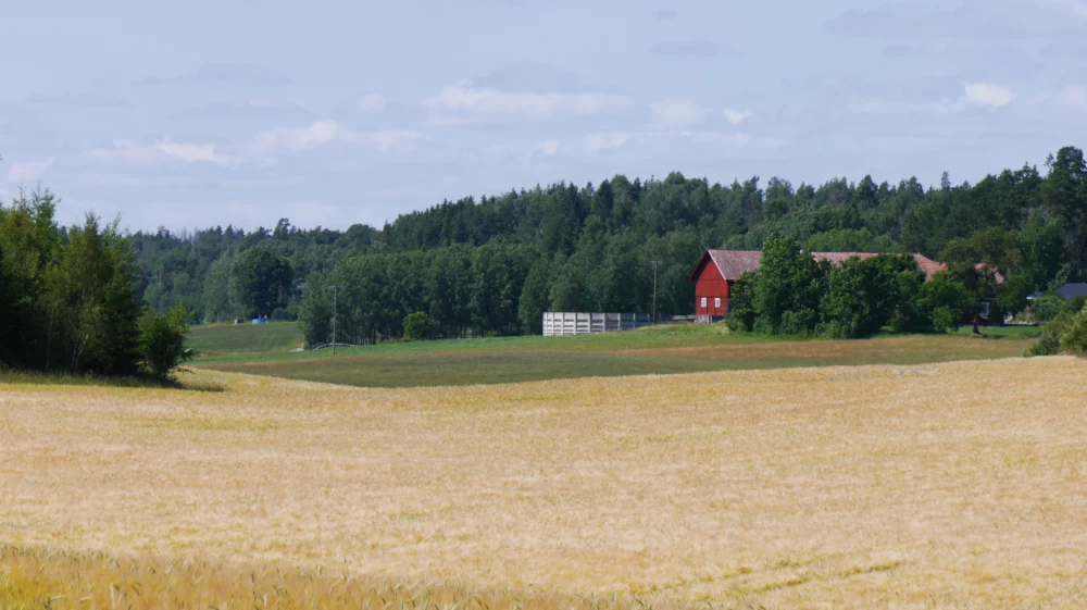 foreground is yellow grass wheat crop with green forest at the horizon and a Swedish red barn under a hazy blue sky