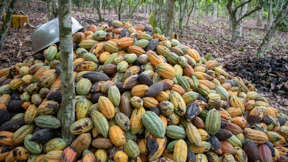 yellow and green cocoa pods sit in a pile around a thin tree trunk, with a metal tub overturned on top.