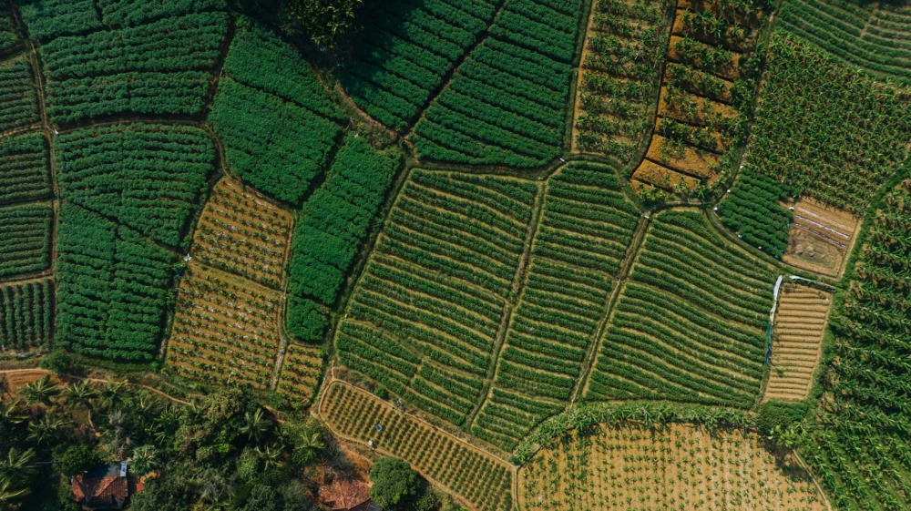 A bird's-eye view of a tea plantation