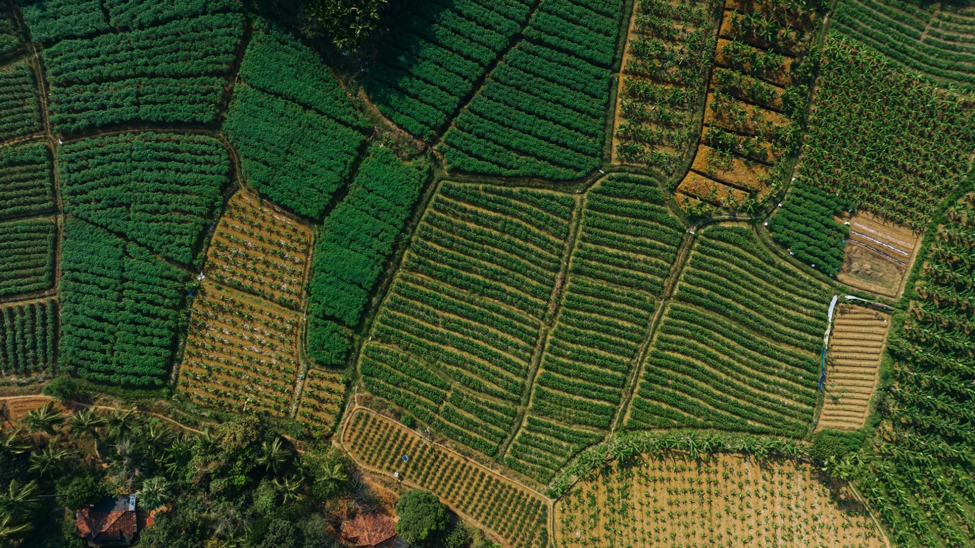 A bird's-eye view of a tea plantation
