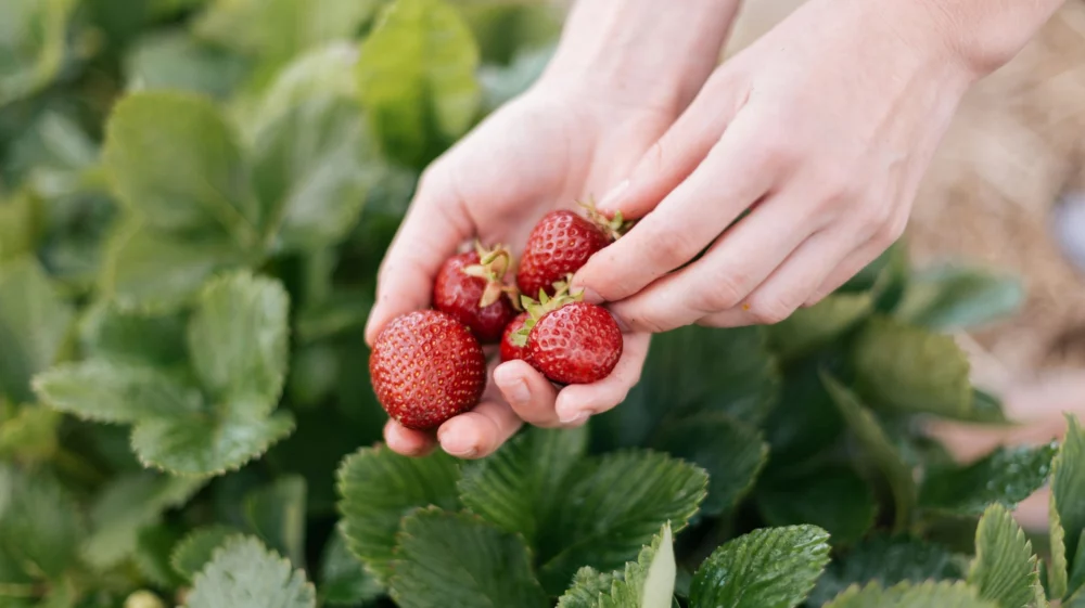 person holding red strawberries during daytime