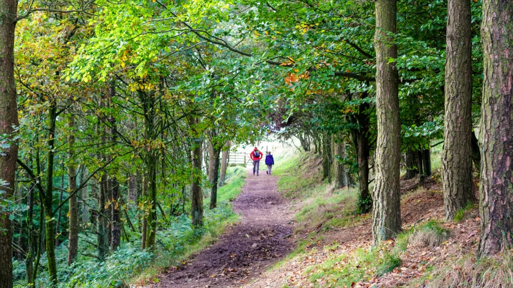 A forest of deciduous trees frames a rough path. In the distance are two walkers with their backs to the camera. One is dressed in a red coat, the other in blue.