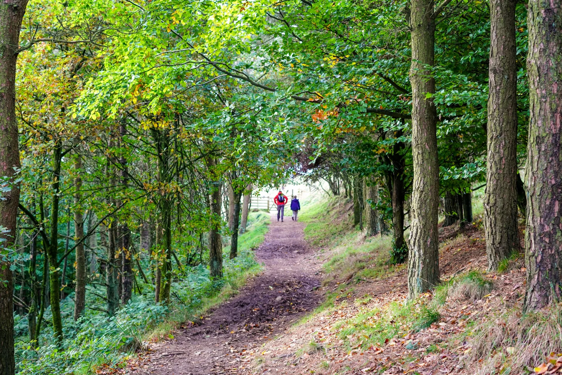 A forest of deciduous trees frames a rough path. In the distance are two walkers with their backs to the camera. One is dressed in a red coat, the other in blue.