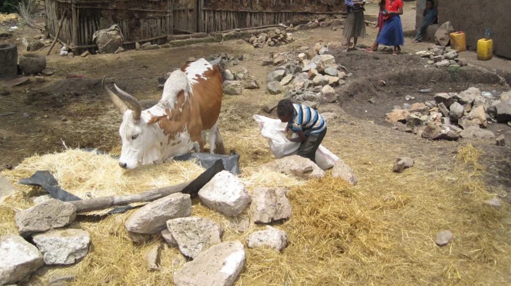 Long-horned cow looks over straw pile while a child carries a white bag with more, near a pit filled with stones and other people in the background near a house with cow patties stuck to the side.