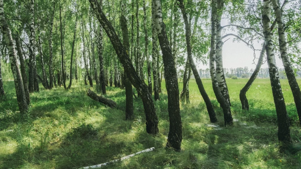 Forest with a grassy path
