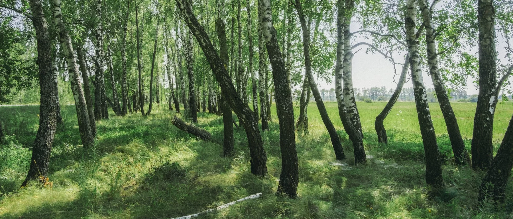 Forest with a grassy path
